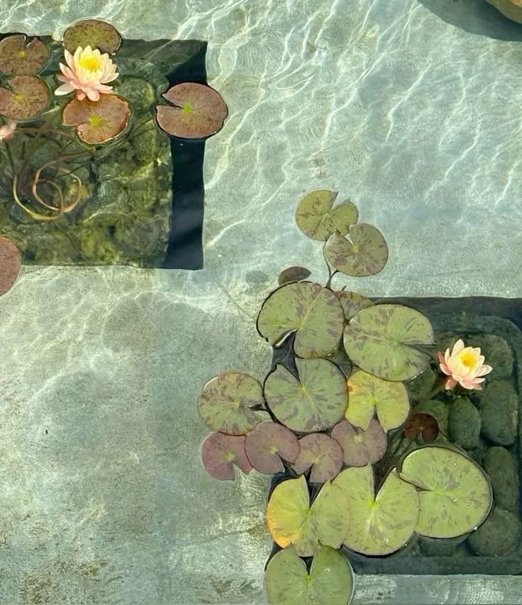 Water lilies in a stone pool, seen from above