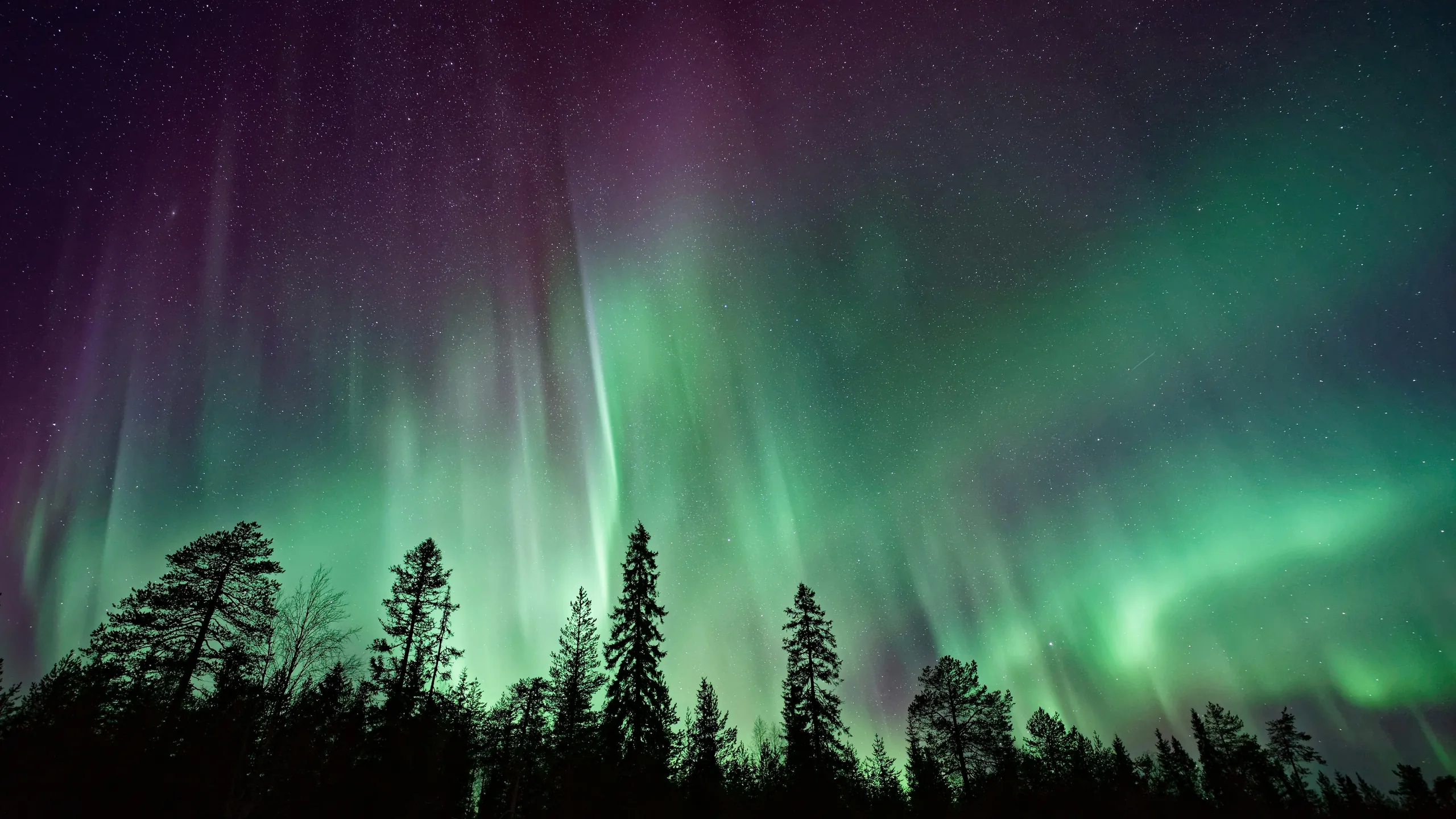 Green aurora over a line of pine trees in a starry sky