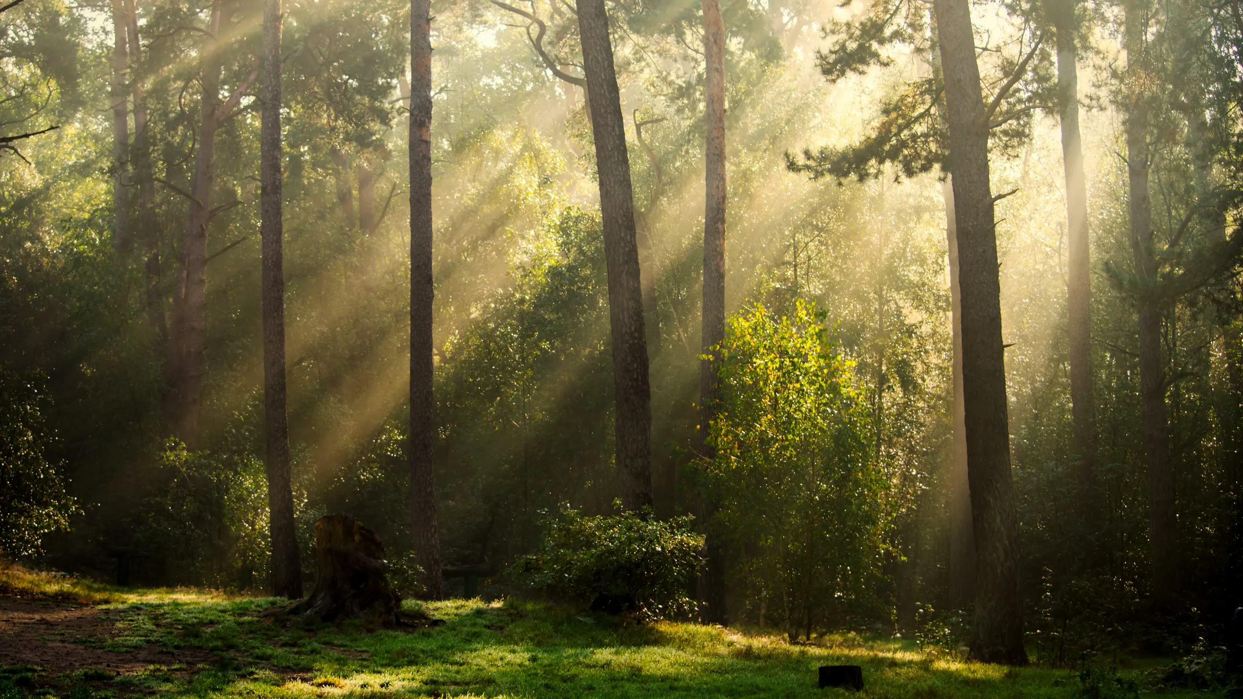Morning sun falling in rays through a pine forest
