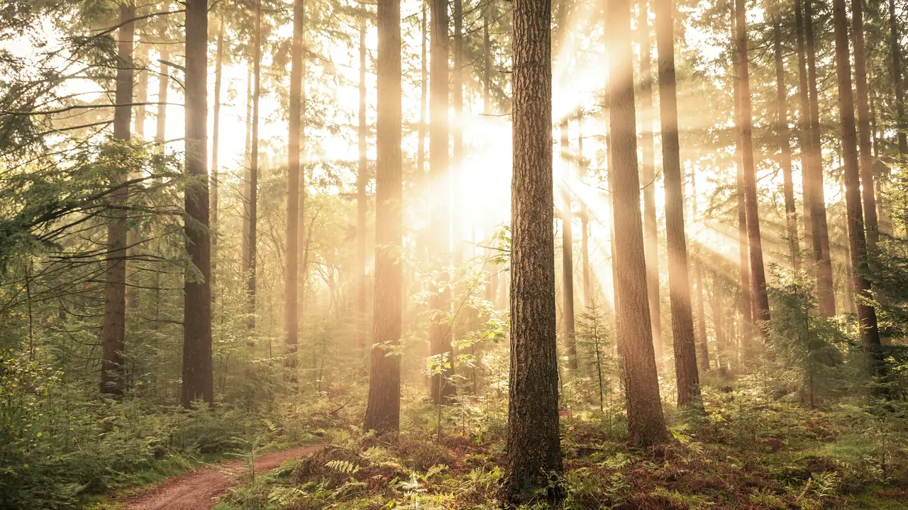 Low sun shining through tall pines onto a woodland path