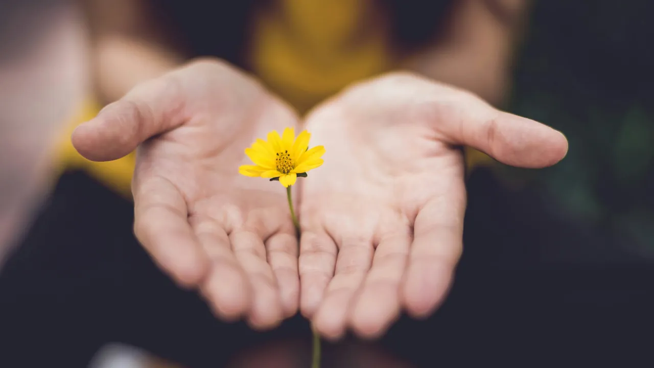 Open hands holding a single small yellow flower