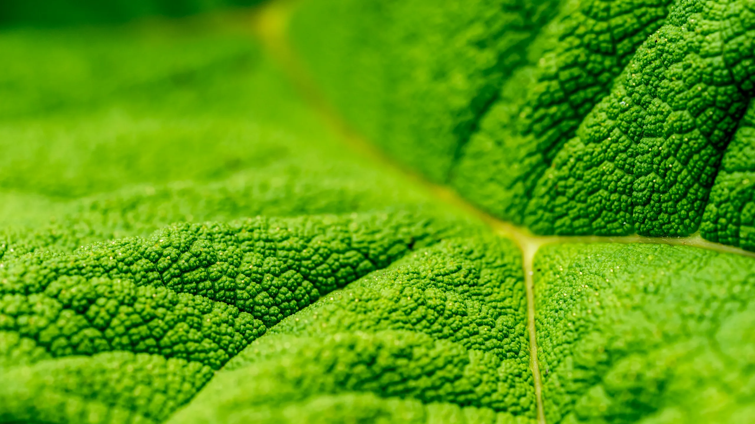 Close up of a bright green leaf and its fine textured surface