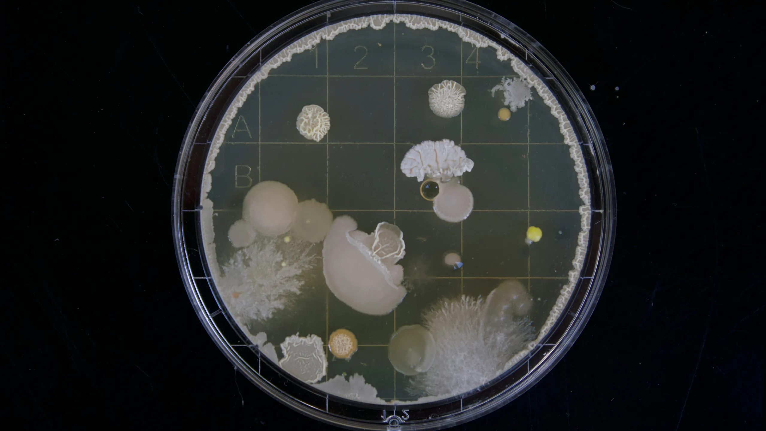 A round culture plate photographed from above on a dark ground